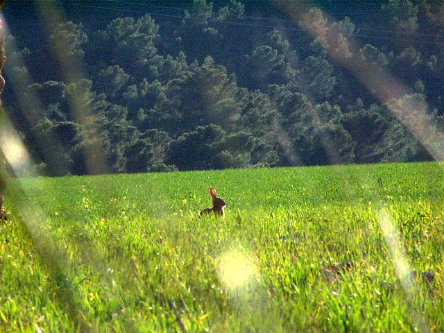 Foto: Conejo en campo cultivado. Autor: Asociación de Amigos del Valle de l'Avaiol