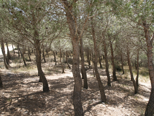 Foto: Pinar de Pinus halepensis en el Comptador. Autor: Ramón García Pereira