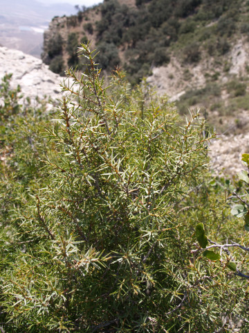 Foto: Juniperus communis (enebro). Autor: ramón García Pereira