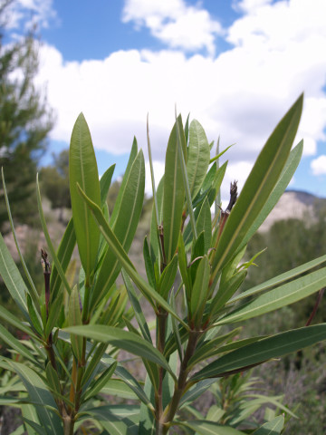 Foto: Nerium oleander (Adelfa). Autor: Ramón García Pereira