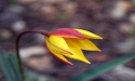 Tulipa Sylvestre