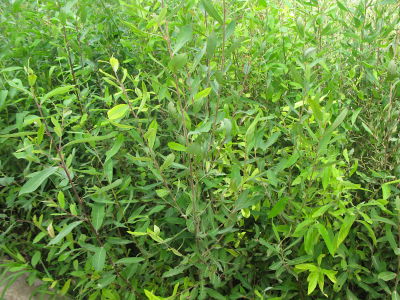 Gatell (Salix atrocinerea).