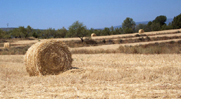 Balas de trigo en campo recien segado