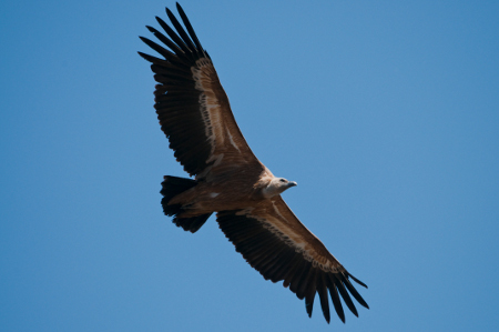 Voltor comú (foto: Tasio)